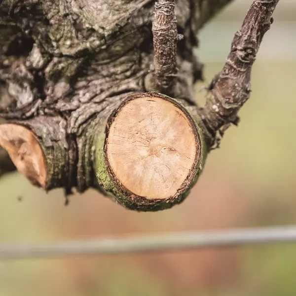 Aku nůžky na vinnou révu Li-ion CXT 12V 2x4,0Ah Makita UP100DSMJ